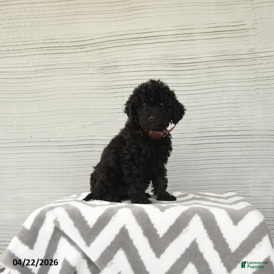 Shihpoo dogs Ruby - Ad 1