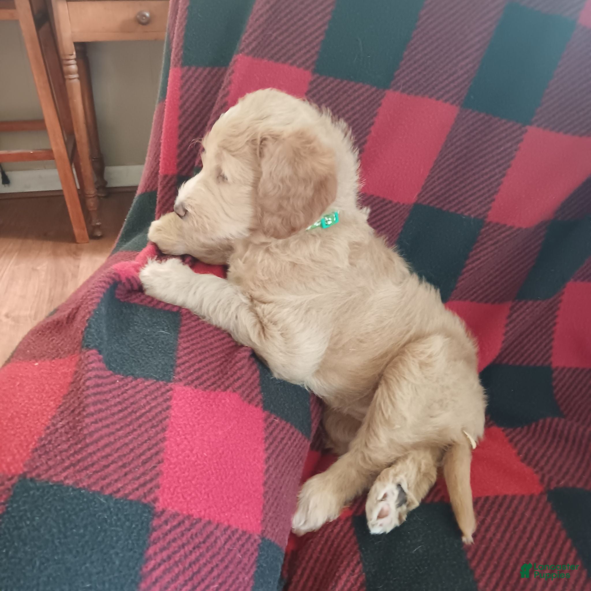 Labradoodle dogs Labradoodle 3 - Ad 1