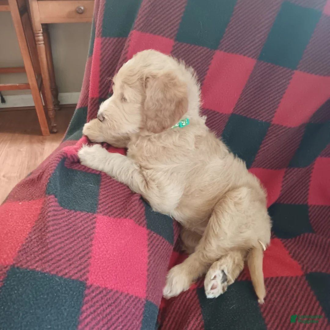 Labradoodle dogs for sale: Labradoodle 3 - Ad 1