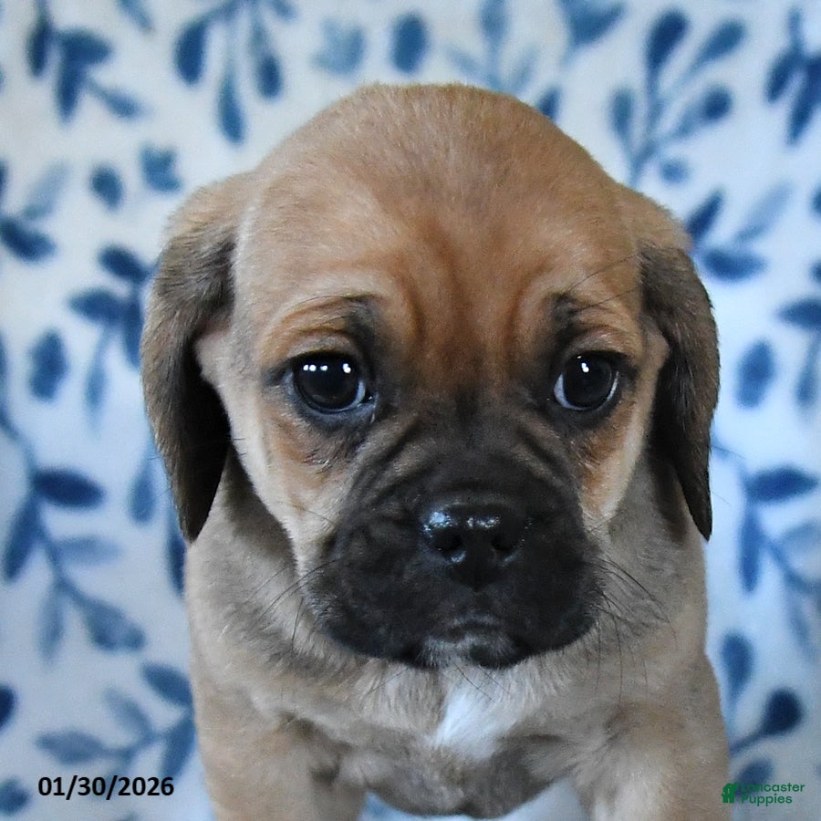 Puggle dogs Skippy - Ad 2