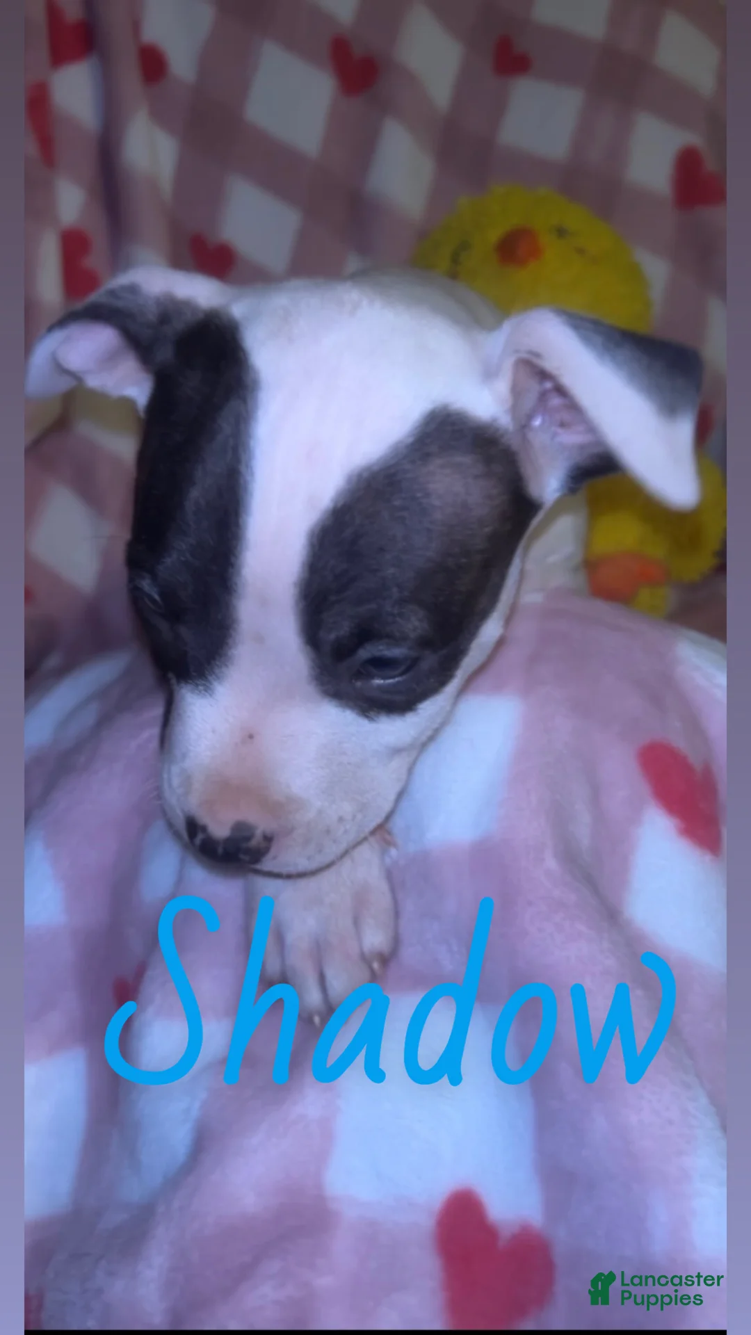 American Pit Bull Terrier dogs for sale: Lady  - Ad 7