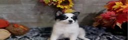 Pomsky dogs for sale: Dips - Ad 1