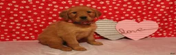 Golden Retriever dogs for sale: Daisy - Ad 2