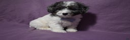 Cavachon dogs for sale: Rolex - Ad 3