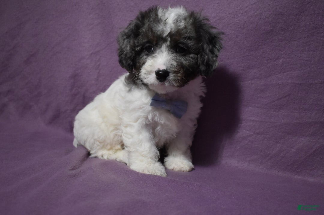 Cavachon dogs for sale: Rolex - Ad 3