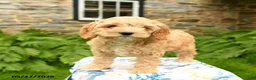 Cockapoo dogs for sale: Daisy - Ad 5