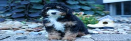 Mini Bernedoodle dogs for sale: Yandel 🦴 - Ad 16