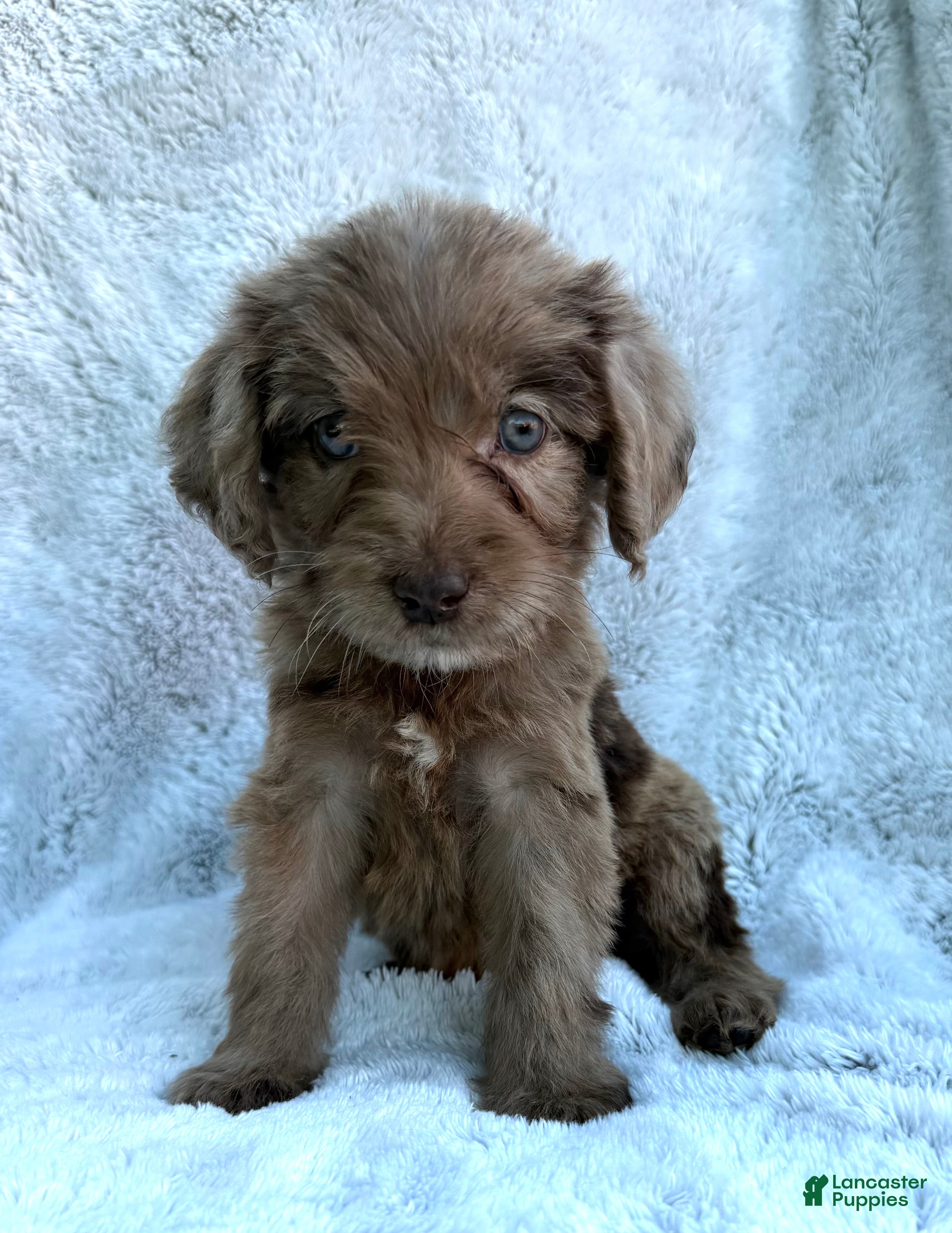 Labradoodle dogs Oscar - Ad 2