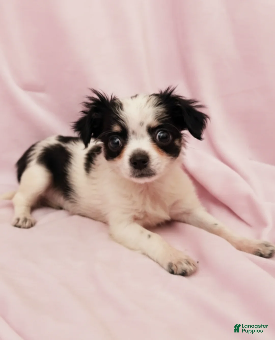 Mixed Breed dogs for sale: Coco - Ad 2