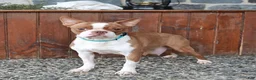 Boston Terrier dogs for sale: Kylie - Ad 6