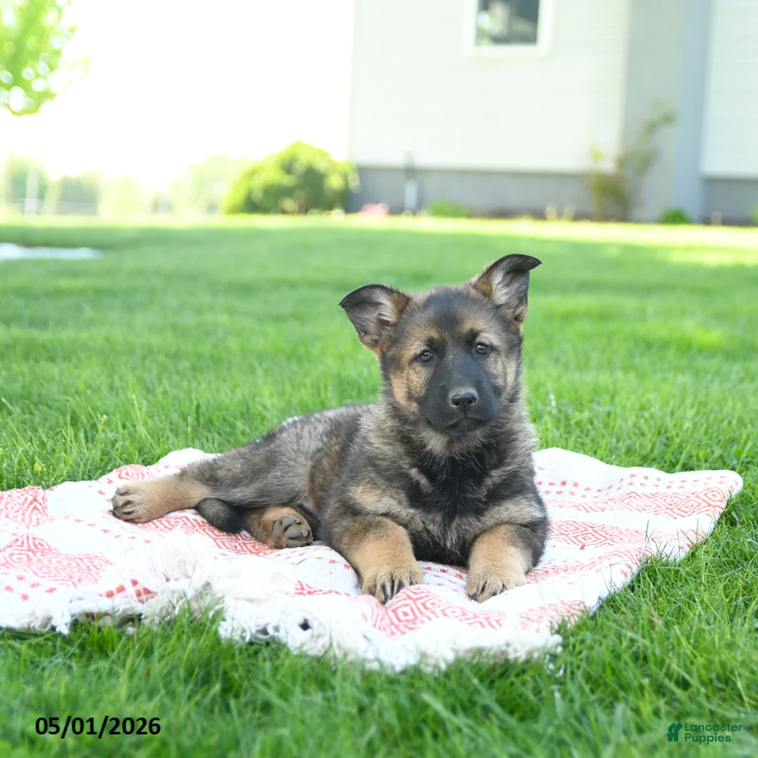 German Shepherd dogs for sale: Cassie   - Ad 5