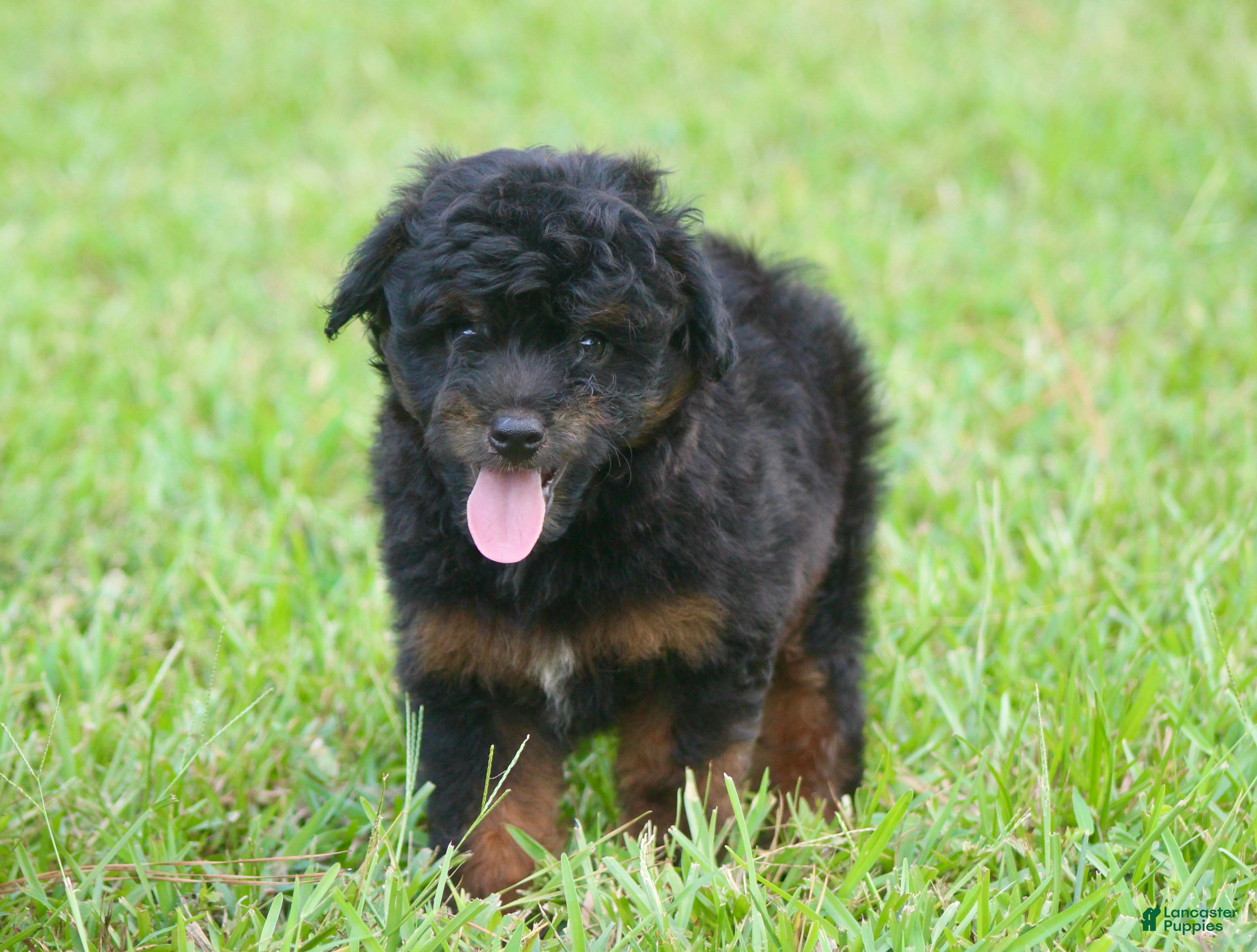 Aussiedoodle dogs Colt - Ad 2