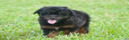 Aussiedoodle dogs for sale: Colt - Ad 2