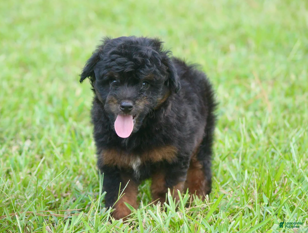 Aussiedoodle dogs for sale: Colt - Ad 2
