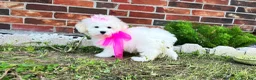 Maltese dogs for sale: Princess - Ad 3