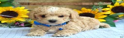Maltipoo dogs for sale: Tristan  - Ad 7