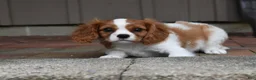 Cavalier King Charles Spaniel dogs for sale: Romeo  - Ad 9