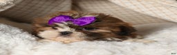 Shih Tzu dogs for sale: RUBY - Ad 3