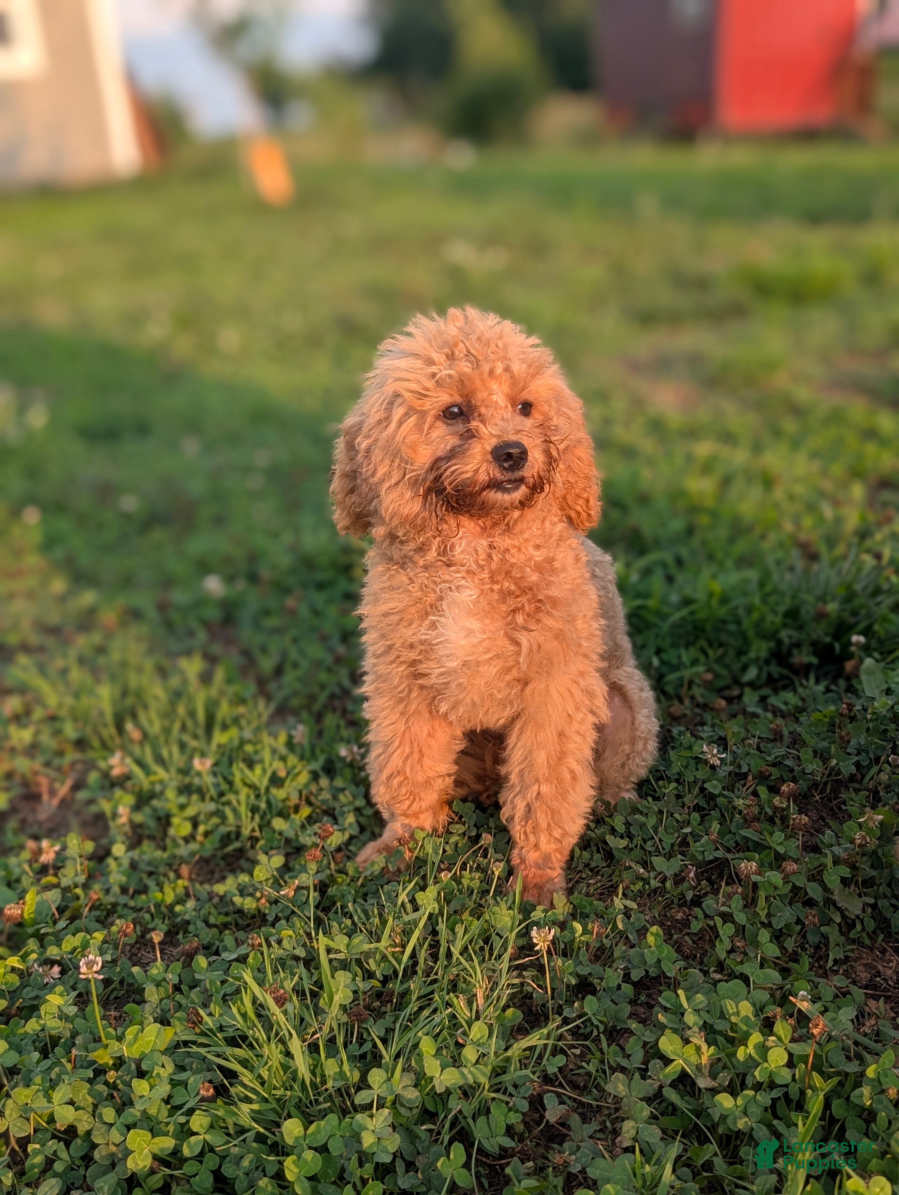 Maltipoo dogs Rex - Ad 29