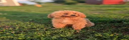 Maltipoo dogs for sale: Rex - Ad 1