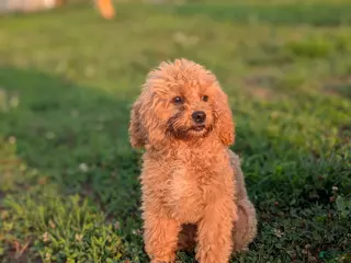Maltipoo dogs Rex - Ad 29