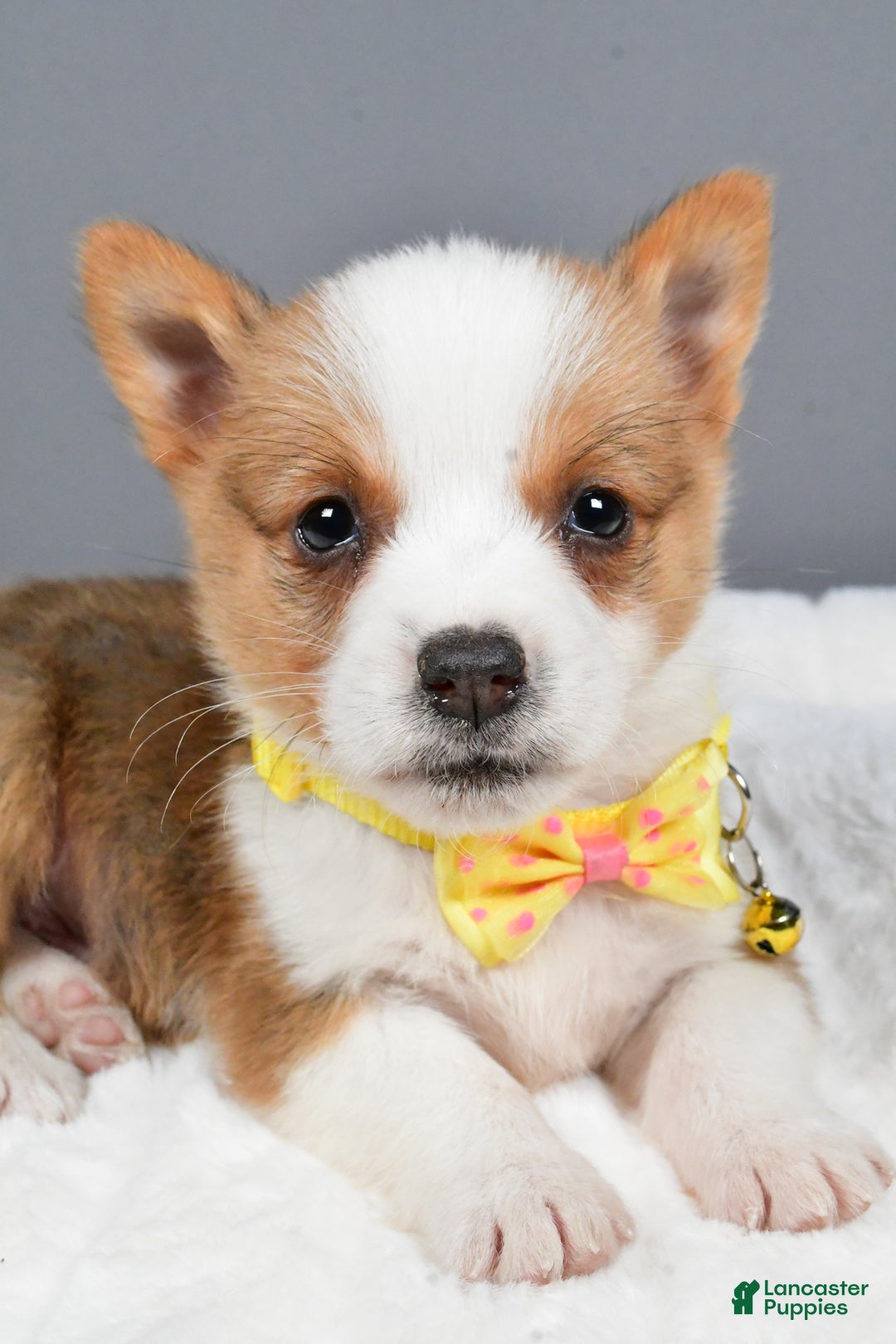 Welsh Corgi Pembroke dogs for sale: Benj - Ad 3