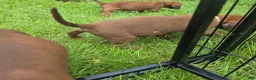 Redbone Coonhound dogs for sale: Redbone Coonhound 9(black) - Ad 27