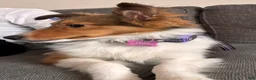 Shetland Sheepdog dogs for sale: Lucy - Ad 5