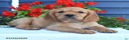 Miniature Golden Retriever dogs for sale: Pickles - Ad 2