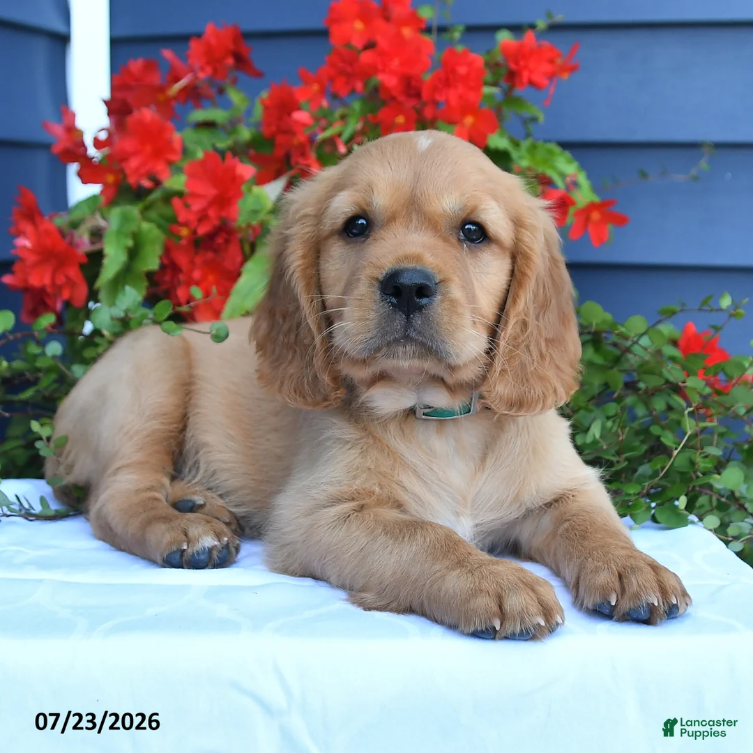 Miniature Golden Retriever dogs for sale: Pickles - Ad 2