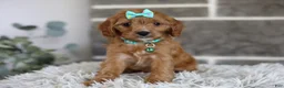 Cavapoo dogs for sale: Faye - Ad 11