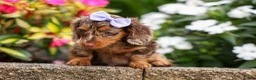 Miniature Dachshund dogs for sale: Isabelle🩷  - Ad 10