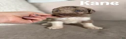 Labradoodle dogs for sale: Kane - Ad 1