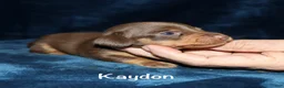 Miniature Dachshund dogs for sale:  Kaydon - Ad 3