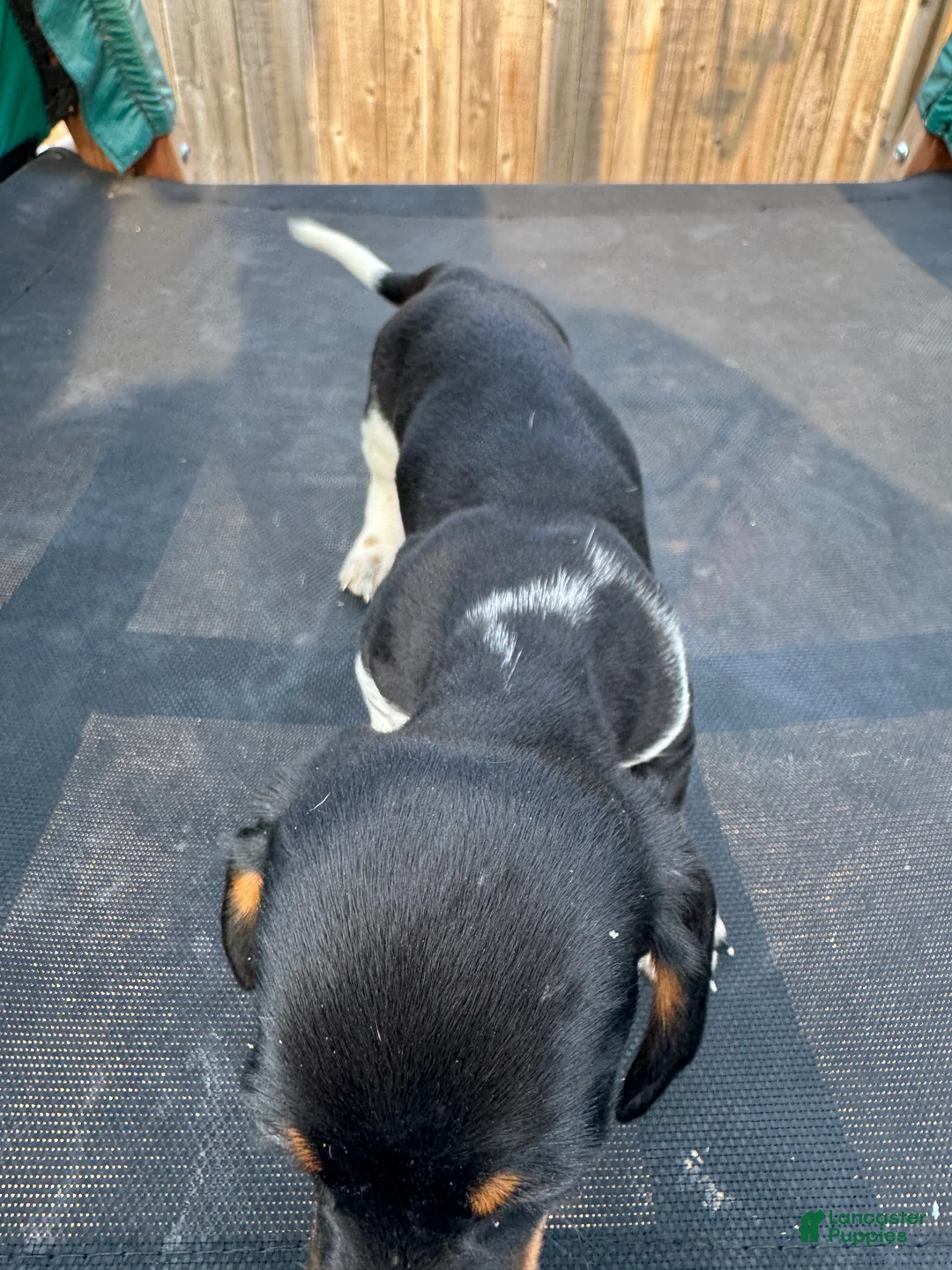 Miniature Dachshund dogs for sale: Miniature Dachshund Puppy 1 - Ad 2