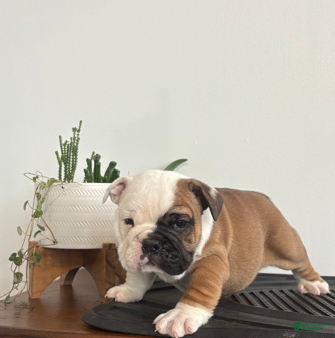 English Bulldog dogs for sale: Tater - Ad 4