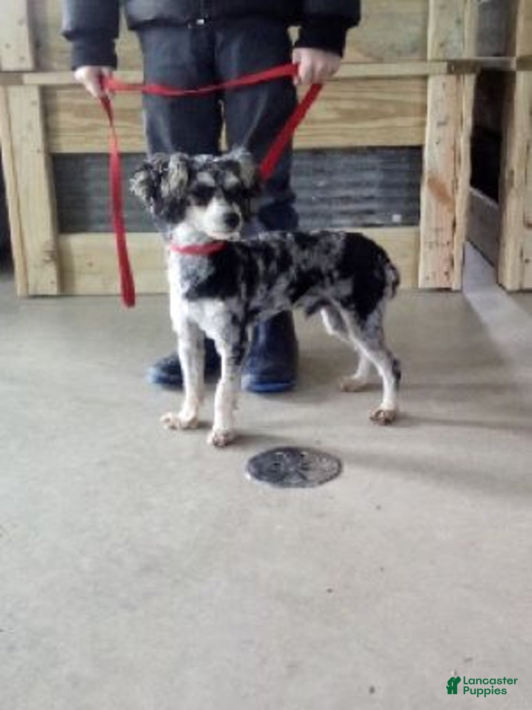 Pomapoo dogs for sale: Tinker - Ad 11