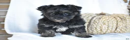 Mixed Breed dogs for sale: Stoker - Ad 6