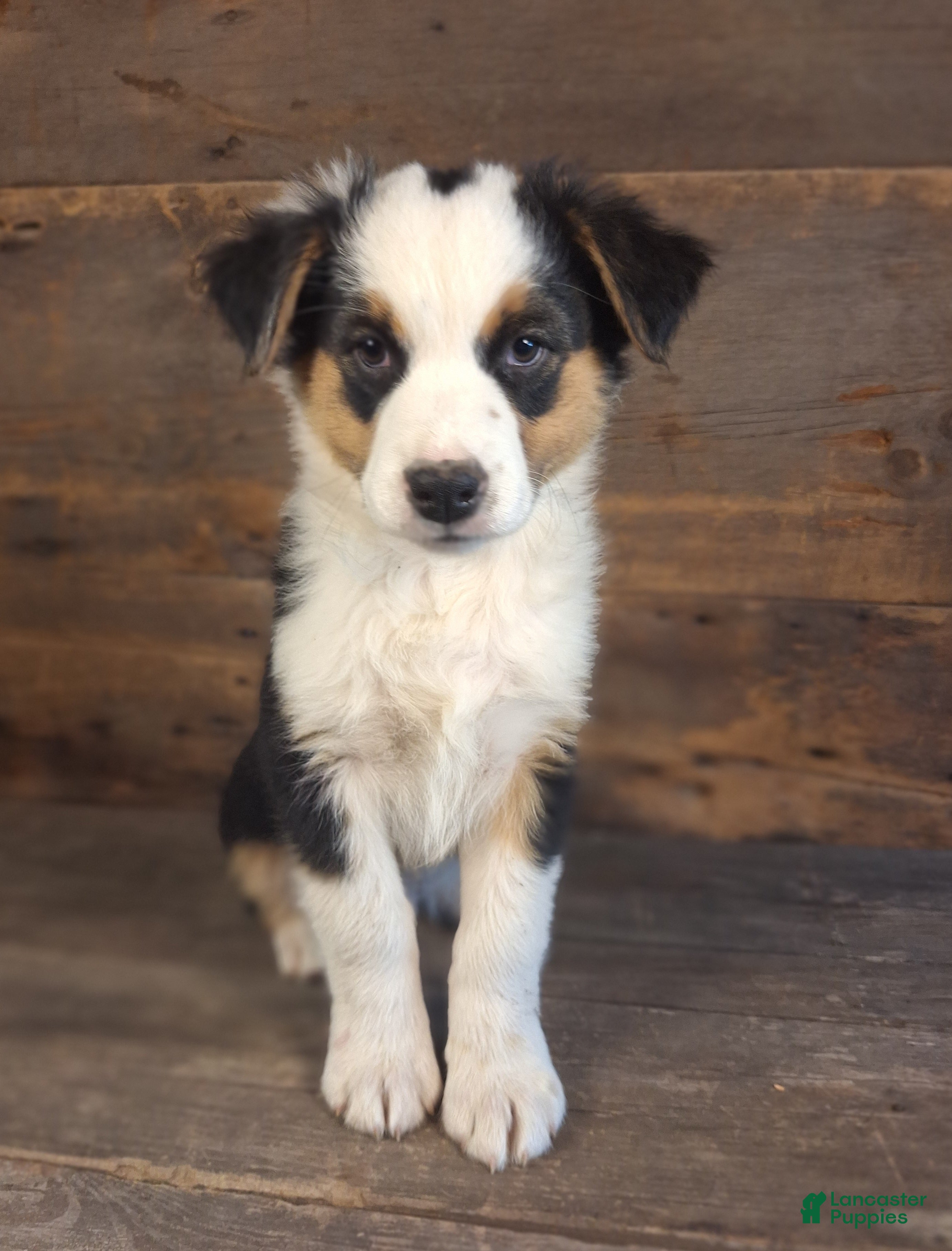 Australian Shepherd dogs for sale: Ephraim - Ad 1