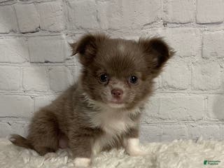 Chihuahua dogs Chihuahua Puppy 2 - Ad 23