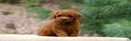 Miniature Poodle dogs for sale: Miniature Poodle 1 - Ad 3