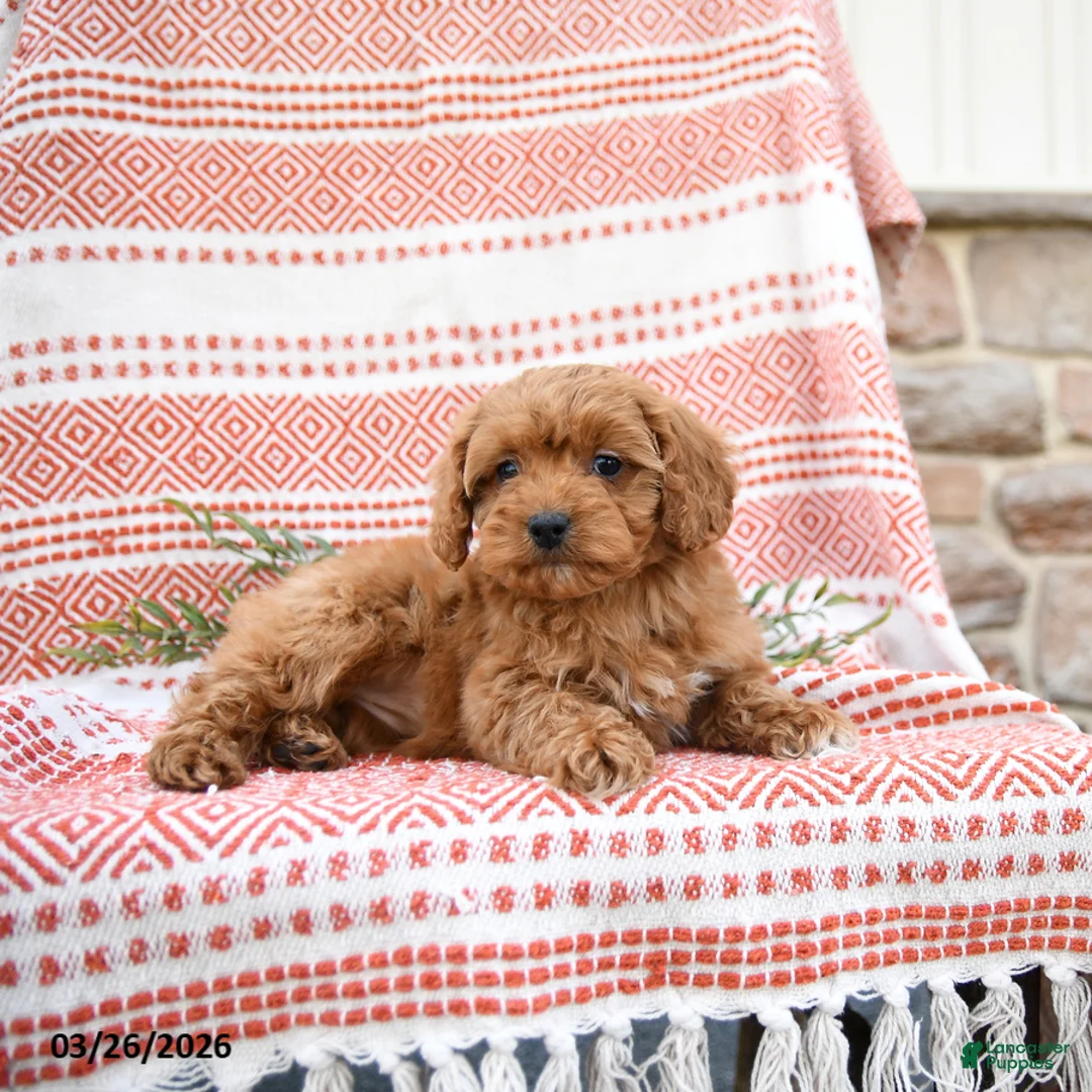 Cockapoo dogs for sale: Conny - Ad 3