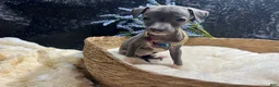 Italian Greyhound dogs for sale: Italian Greyhound 1 - Ad 5