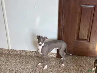 Italian Greyhound dogs Norm - Ad 13