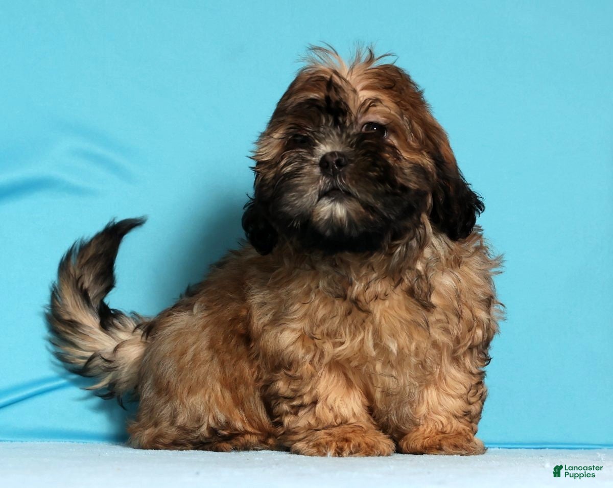 Teddy Bear dogs Carol - Ad 11