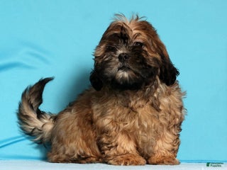 Teddy Bear dogs Carol - Ad 33