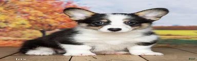 Jax
