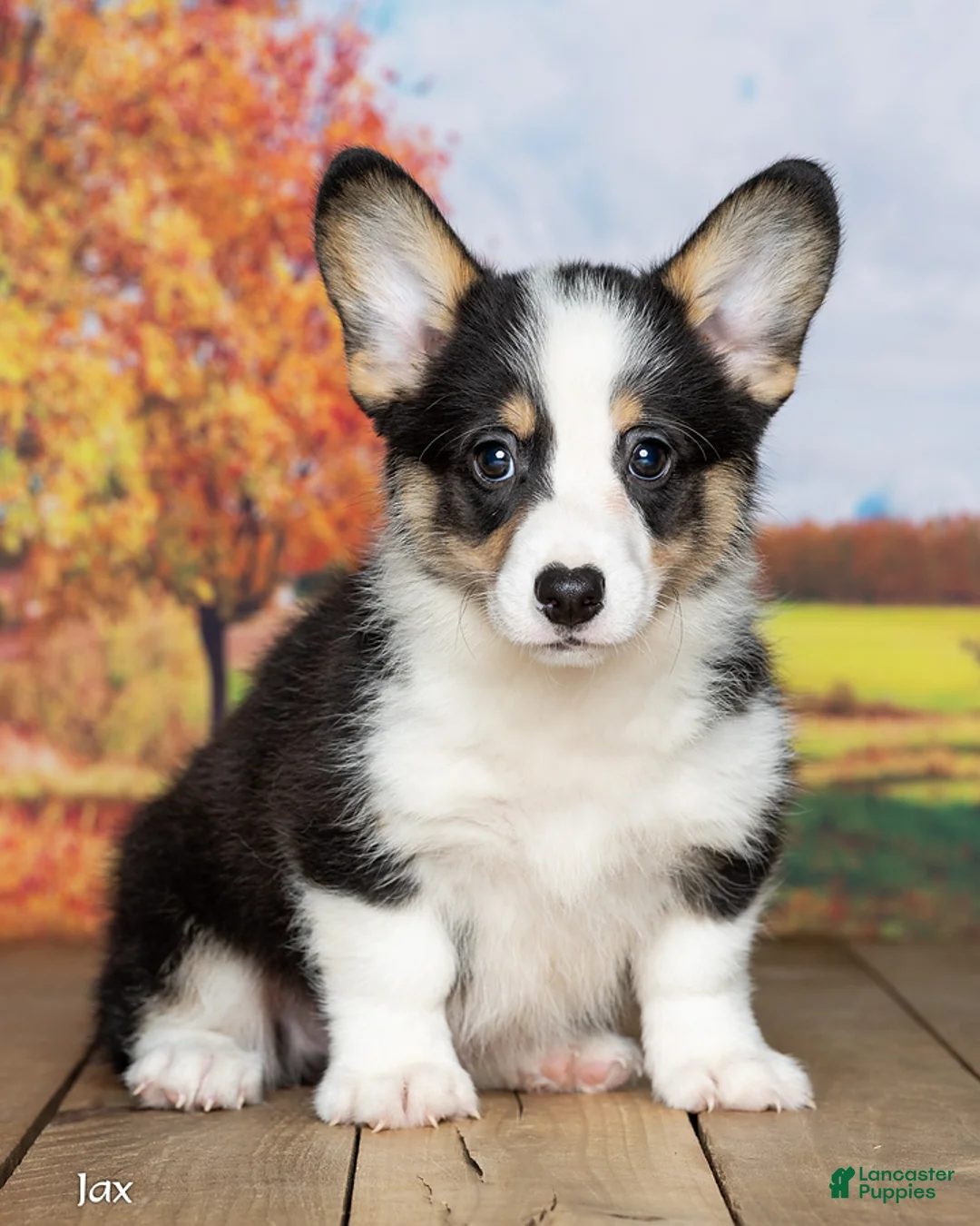Welsh Corgi Pembroke dogs for sale: Jax - Ad 1