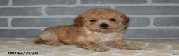 Maltipoo dogs for sale: Toby - Ad 5