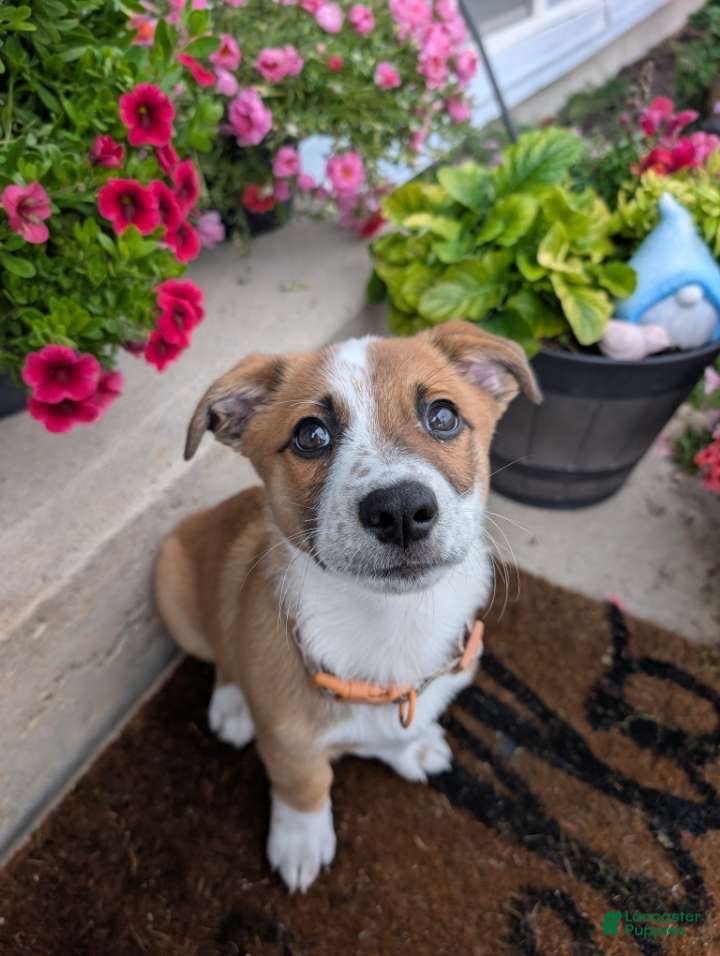 Mixed Breed dogs for sale: Cowboy corgi  - Ad 10